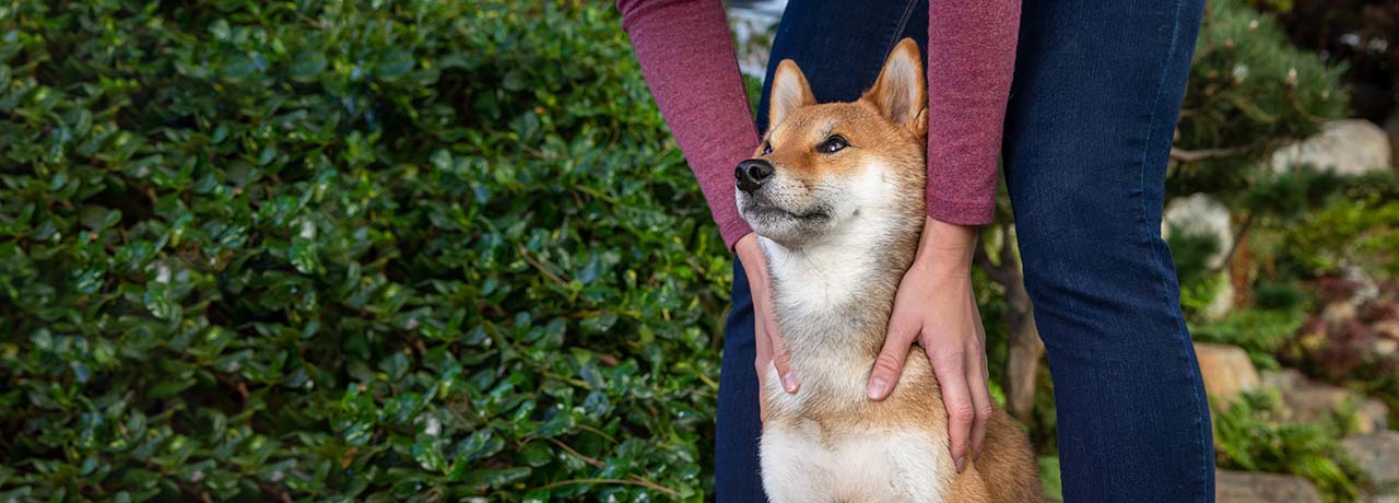 A Shibu Ino gets some pets from it's owner