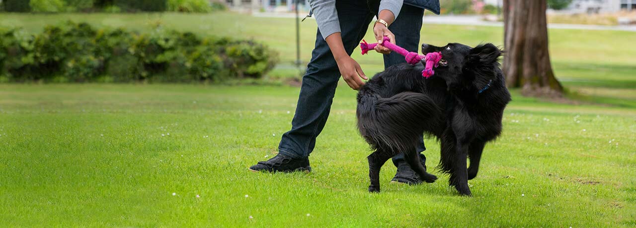 A Healthy Paws insured dog and their human playing keep away at the park